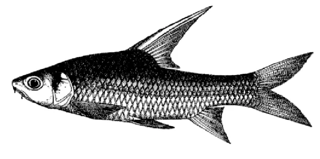 Figure 1.5 Photos of Cyclocheilichthys enoplos (Bleeker, 1850). The photo was derived  from Rainboth (1996)
