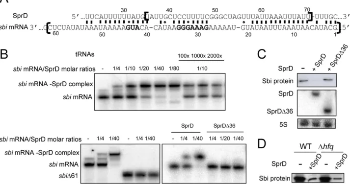 Figure 3. The regulation of Sbi by SprD involves a direct interaction between SprD and the sbi mRNA