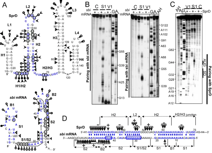 Figure 4. Structural analysis of the ‘SprD-sbi mRNA’ duplex indicates that SprD binds to the sbi mRNA ribosome binding site