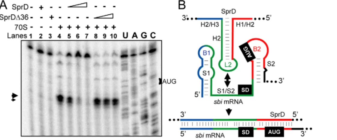 Figure 5. SprD prevents ribosome loading and translation initiation onto the sbi mRNA