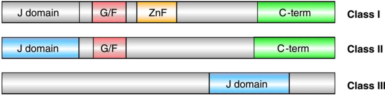 Figure 1.2 : Structures des 3 types de HSP40. Le domaine J permet les interactions avec la HSP70, alors  que les autres régions conservées (G/F : zone riche en glycines et phénylalanines ; ZnF : doigts de Zinc ;  C-term : domaine Carboxyl-terminal) sont re