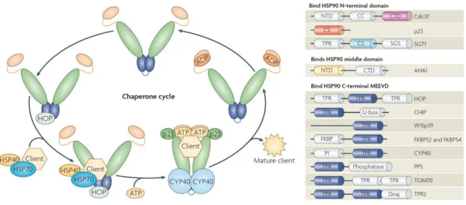 Figure 1.8 : Organisation des domaines pour les différentes sous familles de HSP100. Les NBD-1 et NBD- NBD-2 sont très conservés chez les procaryotes et les eucaryotes