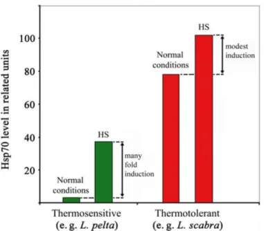 Figure  1.11  :  Profils  d’expressions  des  HSP70  rencontrés  chez  des  espèces  thermosensibles  et  thermotolérantes