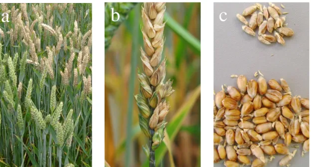 Figure 1 : Symptômes caractéristiques de la fusariose de l’épi sur blé : a) blanchissement des épillets, b)  extrémité supérieure de l’épi blanchie et c) grains fusariés décolorés (en haut) par rapport aux grains sains (en 