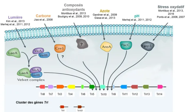 Figure 7 : Facteurs de modulation et facteurs de transcription impliqués dans la régulation de la biosynthèse de  déoxynivalenol (Source interne à MycSA)