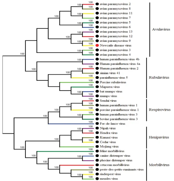Fig. 1.3. Phylogenetic tree of paramyxovirus  was built by MEGA6 based on L genes of differnet  virus from paramyxovirus family