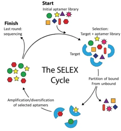 Figure 10 : Le principe générale du processus SELEX [76].