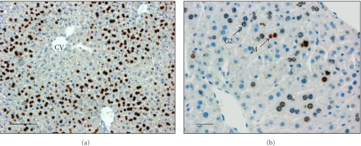 Figure 1: Sections of mouse liver evidencing detection of DNA replication and G2 phase