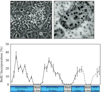 Figure 3: Proliferation of rat hepatocytes in coculture. Upper left: