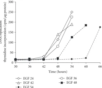 Figure 5: Evidencing the R point in primary rat hepatocytes. In absence of EGF rat hepatocytes do not replicate DNA