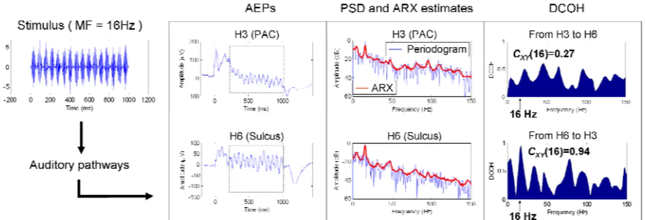 Fig. 3: Connectivity between two neuron groups. An ARX model is estimated from two  stationary parts of the responses (dash rectangle) of two Auditory Evoked Potentials  (AEPs) extracted from the SEEG recordings at two sites (H3 and H6, subject M) in  resp