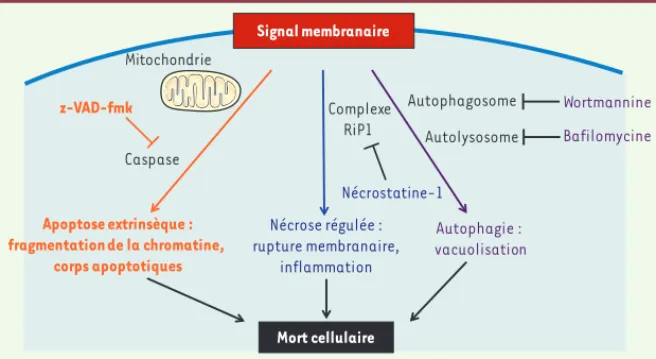 Figure 4. Caractéristiques générales des principaux types de mort cellulaire programmée induits  par un signal membranaire : l’apoptose extrinsèque, la nécrose régulée et l’autophagie