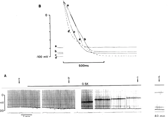 FIG 2 Modifications of ventricular myocardial action potential during exposure to low [K + ] o 