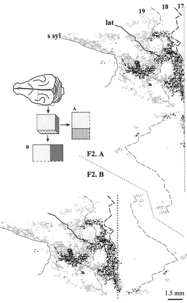 Figure 7. Computer-flattened reconstruction of the distribution of callosal neurons in ferret F2