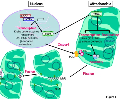 Figure 1: Schematic representation of mitochondrial biogenesis. peroxisome proliferator-activated  receptor gamma co-activator (PGC-1 α ) activates nuclear transcription factors (NTFs) leading to  transcription of nuclear- encoded proteins and of the mitoc