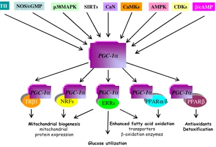 Figure 2: PGC1 α  regulatory cascade. Thyroid hormone (TH), nitric oxide synthase (NOS/cGMP),  p38 mitogen-activated-protein-kinase (p38MAPK), sirtuines (SIRTs), calcineurin,  calcium-calmodulin-activated kinases (CaMKs), adenosine-monophosphate-activated 