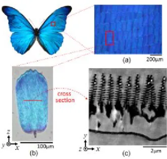 Figure 1.1: Nanostructures in Morpho butterfly wings [1]