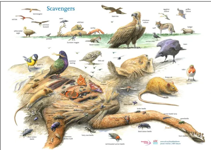 Fig. 11. Illustration de l’importance d’une carcasse d’un grand herbivore, ici un bison d’Europe, Bison  bonasus,  et  un  cerf  élaphe,  Cervus  elaphus  (en  arrière-plan)  dans  la  chaine  trophique  ©  Jeroen  Helmer/ARK Nature