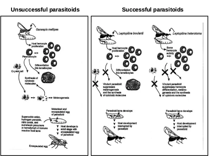 Figure  2.8.  Devenir  de  divers  parasitoïdes  face  au  système  immunitaire  d’une  drosophile