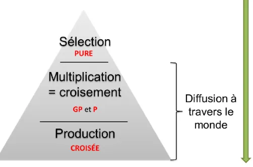 Figure  2  :  Représentation  d'un  schéma  de  sélection  pyramidal,  où  les  lignées  pures  sont  conservées  en  noyau  de  sélection, et où les Grands-Parentaux (GP), Parentaux (P) et les produits terminaux sont largement diffusés à travers le  monde