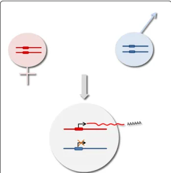 Figure 1 Principles of genomic imprinting. Each chromosome pair of an offspring consists of a maternal chromosome (in red) and a paternal chromosome (in blue)