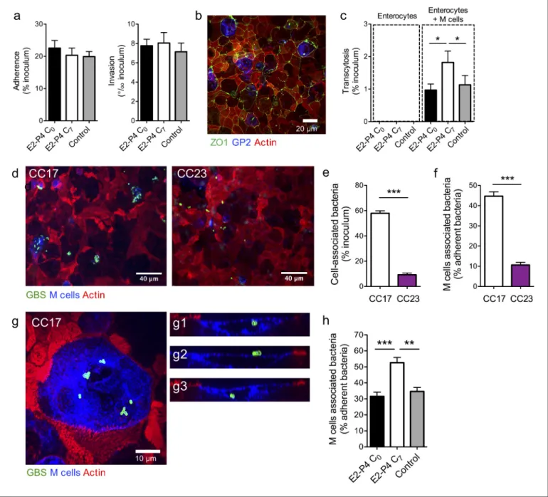 Figure 3. E2-P4 C 7 concentrations favor CC17 GBS transcytosis through M cells. Human Caco-2 enterocytes were polarized on standard plates (a) or Transwell inserts (b to h) for 14–21 days
