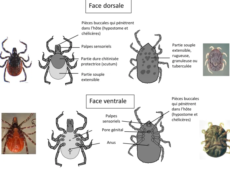 Figure 5 : Différences morphologiques entre les tiques dures et les tiques molles femelles