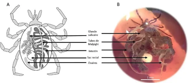 Figure 9: Anatomie générale d’une tique dure. A : représentation schématique ; B : vue au microscope d’une tique  I