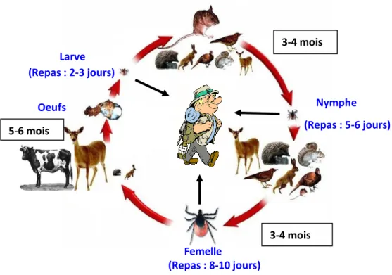 Figure 11: Cycle de développement triphasique et trixène d’I. ricinus. Les larves, les nymphes et les adultes se nourrissent sur des  hôtes différents