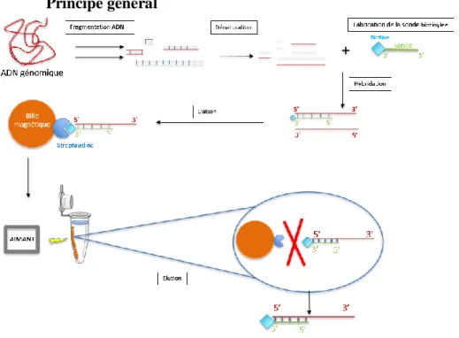 Figure 15: Séquence connue du gène IrSPI et position des amorces utilisées pour les amplifications PCR