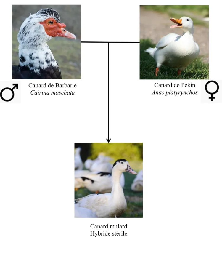 Figure 1. Types génétiques utilisés pendant la thèse 