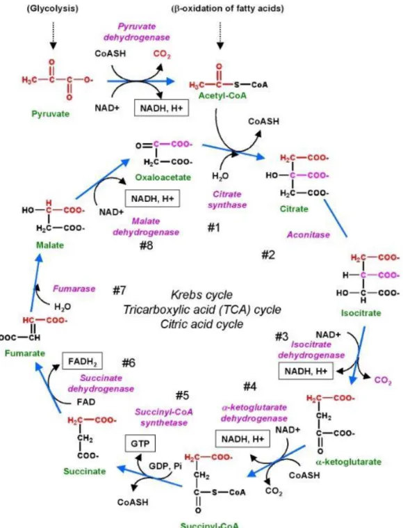 Figure 3. Réactions enzymatiques du cycle de Krebs. 