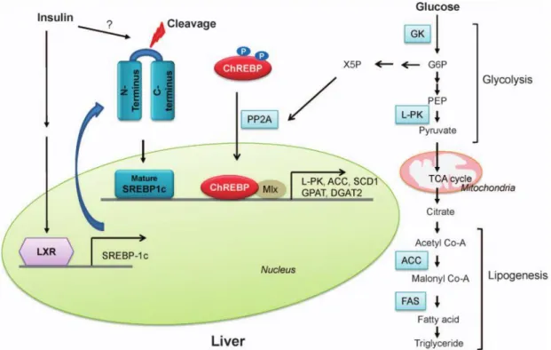 Figure 5. Régulation transcriptionnelle de la glycolyse et de la synthèse des lipides  hépatiques