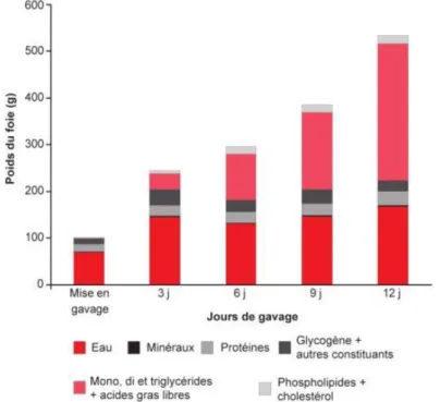 Tableau 3. Evolution des quantités d'AG du foie (%) au cours du gavage chez le canard de  Barbarie (D'après Baudonnet Lenfant, 1993) 