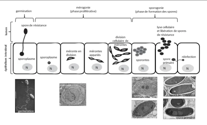Figure 3. Cycle de vie de  N. ceranae dans les cellules épithéliales de l’intestin  de l’abeille (adapté de Gisder et al., 2010 ;  Solter, 2010)
