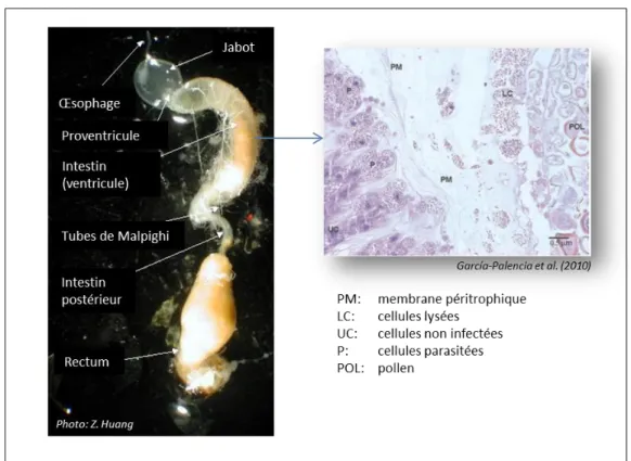 Figure 6. Système digestif de l’abeille et détails sur l’épithélium de l’intestin parasité par N