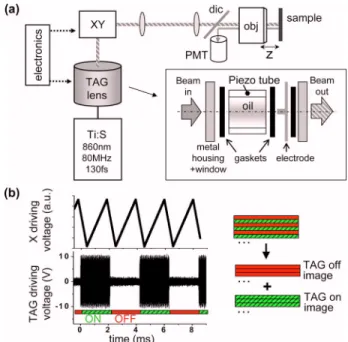 Fig. 1. (Color online) (a) Microscopy with acoustically modulated beams. TAG lens, tunable acoustic  gradient-index lens (inset)