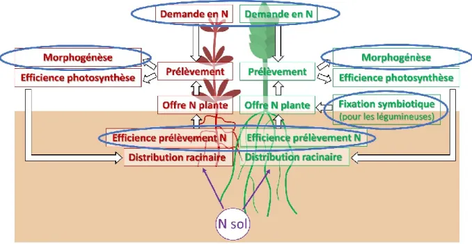 Figure  5 :  Représentation  des  processus,  résultantes  et  paramètres  (encadrés)  caractérisant  la  nutrition  azotée  d’une  plante  cultivée  (en  vert)  et  adventice  (en  rouge)  et  la  compétition  pour  l’azote lorsque la quantité d’azote du 