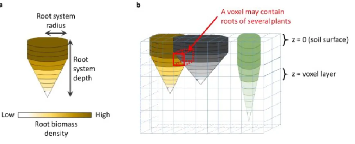 Figure  16 :  Représentation  des  interactions  souterraines  entre  plantes  dans  F LOR S YS 
