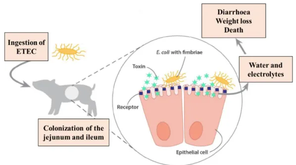 Figure  4:  pathogenesis  of  ETEC  infection  in  piglets  (adapted  from  Rhouma et al., 2017)