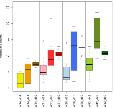 Figure 5: Abundance of  F. prausnitzii at each sampling point for piglets weaned at 14  days  of  age  (W14),  21  days  of  age  (W21),  28  days  of  age  (W28),  and  42  days  of  age  (W42)