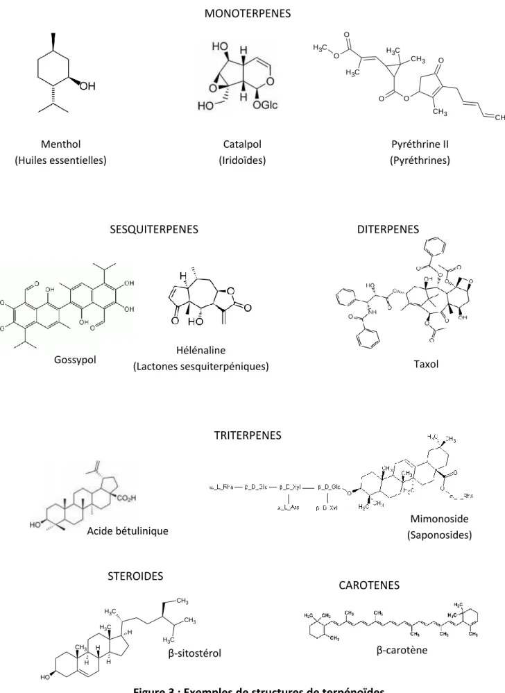 Figure 3 : Exemples de structures de terpénoïdes Catalpol (Iridoïdes) Menthol (Huiles essentielles)  Pyréthrine II  (Pyréthrines) Gossypol SESQUITERPENES Hélénaline (Lactones sesquiterpéniques) DITERPENES Taxol Acide bétulinique CAROTENES β-sitostérol β-ca