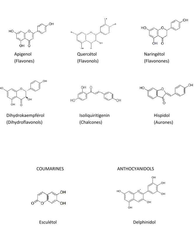 Figure 4 A : Exemples de structures de composés phénoliques : flavonoïdes, Coumarines et  anthocyanidols   Esculétol  COUMARINES Apigenol (Flavones)  Quercétol  (Flavonols)  Naringétol  (Flavonones) ANTHOCYANIDOLS Delphinidol Dihydrokaempférol (Dihydroflav