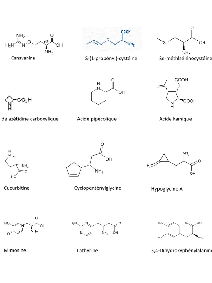 Figure 5 : Exemples de structures d’acides aminés non protéiques   