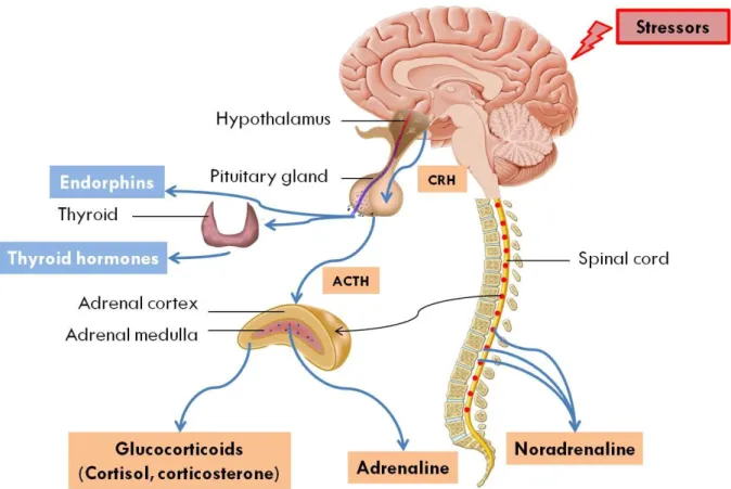 Figure 3 - Representation of the physiological stress responses in vertebrates. In the face of  stressors, diverse physiological pathways are activated, including the SNS that results in the  secretion of catecholamines (adrenaline and noradrenaline), and 