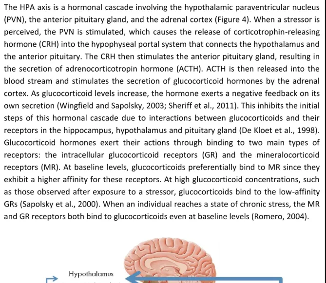 Figure  4  -  Representation  of  the  hypothalamic-pituitary-adrenal  axis  resulting  in  the  secretion of glucocorticoid hormones