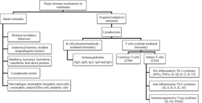 Figure 5 - Major immune mechanisms in vertebrates (extracted from Demas et al., 2011)