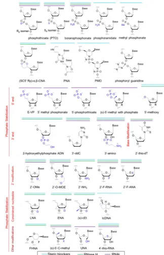 Figure  1:  Mechanisms  of  antisense  oligonucleotides  (adapted  from Chan J. H. P. et al