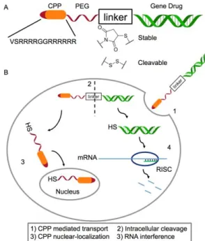 Figure 6: CPP grafting strategy on siRNA. A: Noncleavable  oligonucleotide  CPP  conjugate