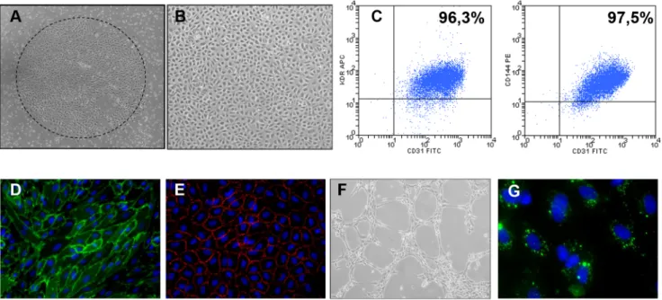 Figure 2. Barrier properties of specialized EPDCs. (A) Schematic representation of EPDCs in vitro two-compartment differentiation BBB model.